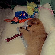 Mingi participe au concours pour gagner de l'argent avec cette photo : puppy, dog, toys, plush_toy, rope_toy, chew_toy, bed, blanket, cozy, indoor, brown_fur, small_dog, pet, cute, sleepy, paw, muzzle, playing, soft_texture, basket