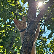 Lumo a rejoint le concours — aidez-le/la à gagner de superbes lots ! animal, blue_sky, branch, cat, climbing, curious, daylight, forest, fur, kitten, leaves, nature, orange_cat, outdoor, pet, sunflare, sunlight, tree, wildlife, young_cat
