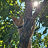 animal, blue_sky, branch, cat, climbing, curious, daylight, forest, fur, kitten, leaves, nature, orange_cat, outdoor, pet, sunflare, sunlight, tree, wildlife, young_cat