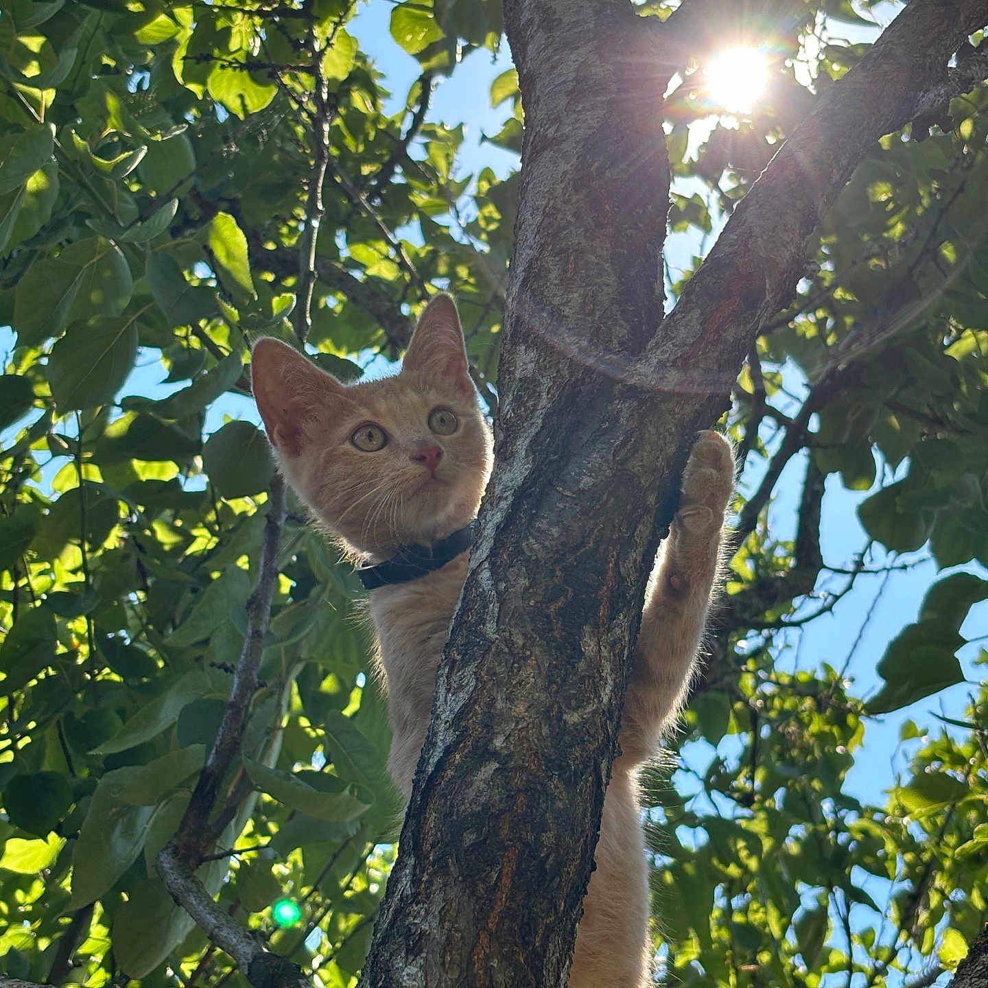 Lumo a rejoint le concours — aidez-le/la à gagner de superbes lots ! animal, blue_sky, branch, cat, climbing, curious, daylight, forest, fur, kitten, leaves, nature, orange_cat, outdoor, pet, sunflare, sunlight, tree, wildlife, young_cat