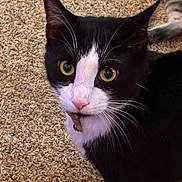 Gizmo joined the competition — help win amazing prizes! cat, tuxedo_cat, yellow_eyes, whiskers, carpet, pet, animal, feline, black_and_white, close_up, indoor, curious, looking_up, ears, nose, fur, portrait, domestic_cat, face, paw