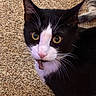 cat, tuxedo_cat, yellow_eyes, whiskers, carpet, pet, animal, feline, black_and_white, close_up, indoor, curious, looking_up, ears, nose, fur, portrait, domestic_cat, face, paw