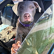 Benny Blue is registered to the contest to win money with this photo: dog, puppy, car, window, paw, collar, inside, vehicle, pet, animal, curious, closeup, seat, sunlight, outdoor, reflection, glass, transportation, domestic_animal, looking