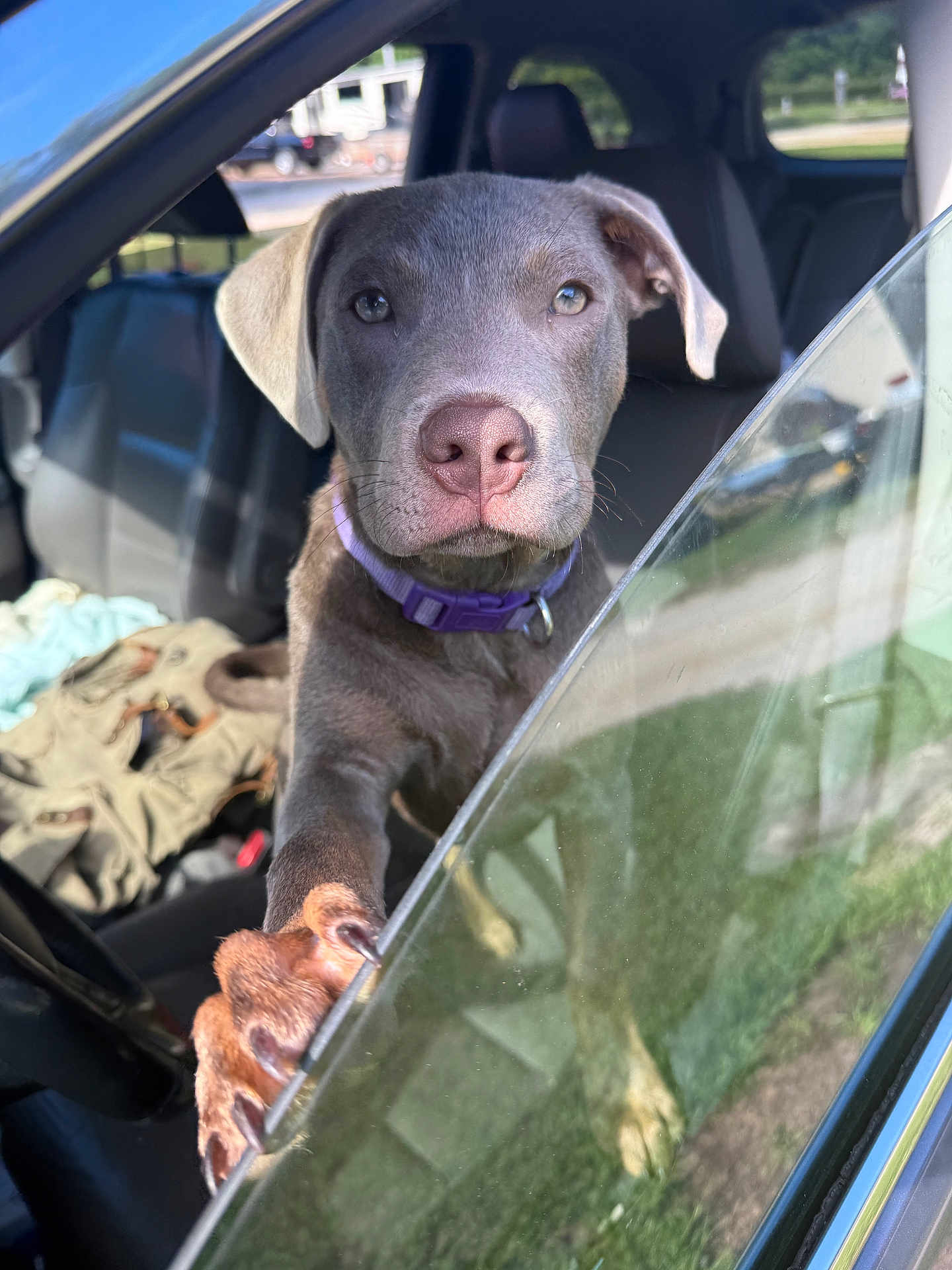 Benny Blue is registered to the contest to win money with this photo: dog, puppy, car, window, paw, collar, inside, vehicle, pet, animal, curious, closeup, seat, sunlight, outdoor, reflection, glass, transportation, domestic_animal, looking