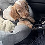 puppy, dog, pet_bed, blanket, car_seat, furry, young_dog, resting, indoors, brown_and_white, leash, collar, cute, animal, canine, soft, cozy, domestic_animal, relaxed, car_interior