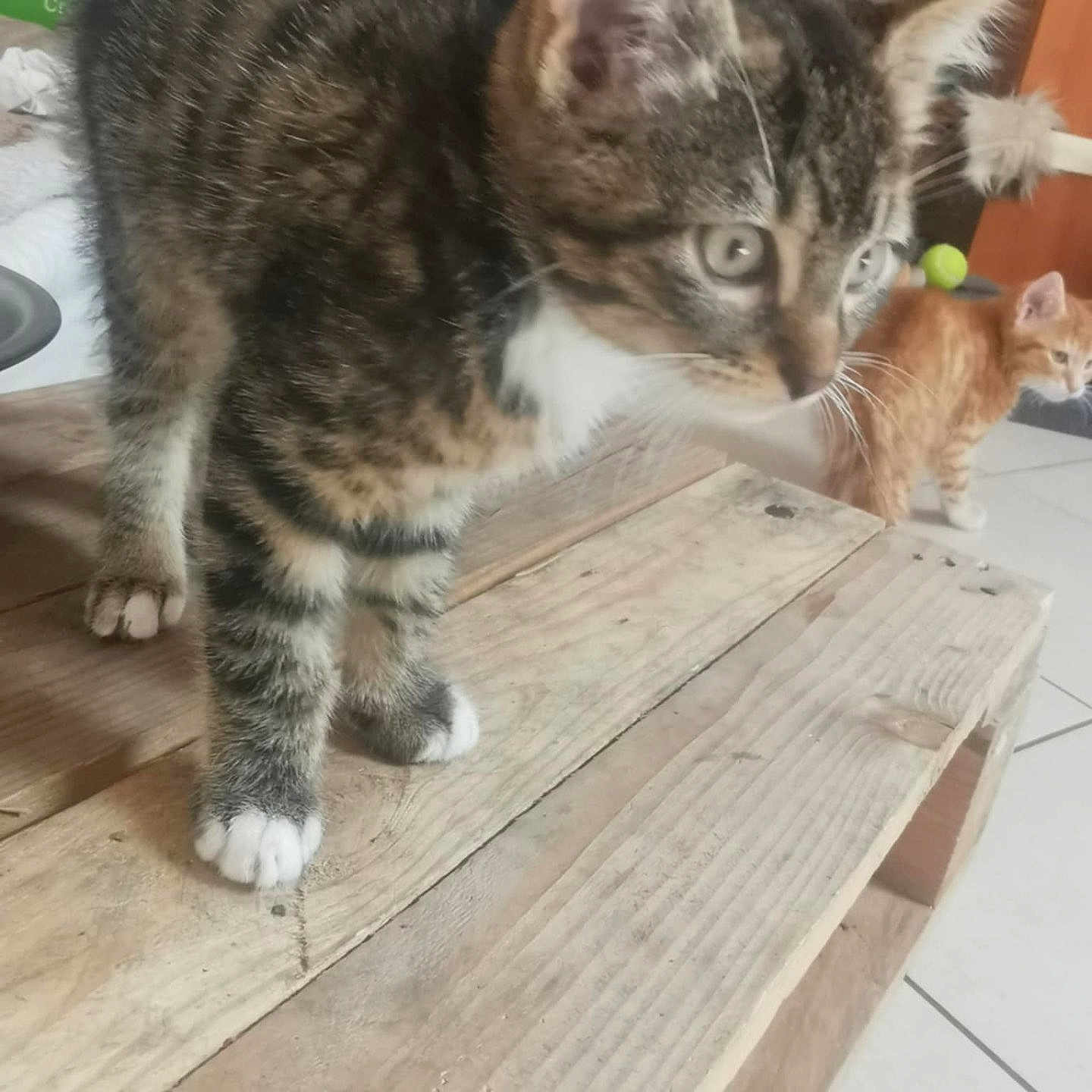 Milo participe au concours pour gagner de l'argent avec cette photo : animal, cat, close_up, curious, domestic_animal, exploring, feline, floor_tiles, fur, ginger_kitten, household, indoor, kitten, paws, pet, playful, tabby_kitten, whiskers, wooden_surface, young_cat