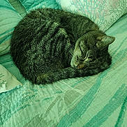 Buddy is registered to the contest to win money with this photo: cat, tabby, sleeping, curled_up, bed, bedding, pillow, striped, feline, indoor, cozy, resting, whiskers, tail, pet, animal, cute, fur, relaxation, domestic_cat