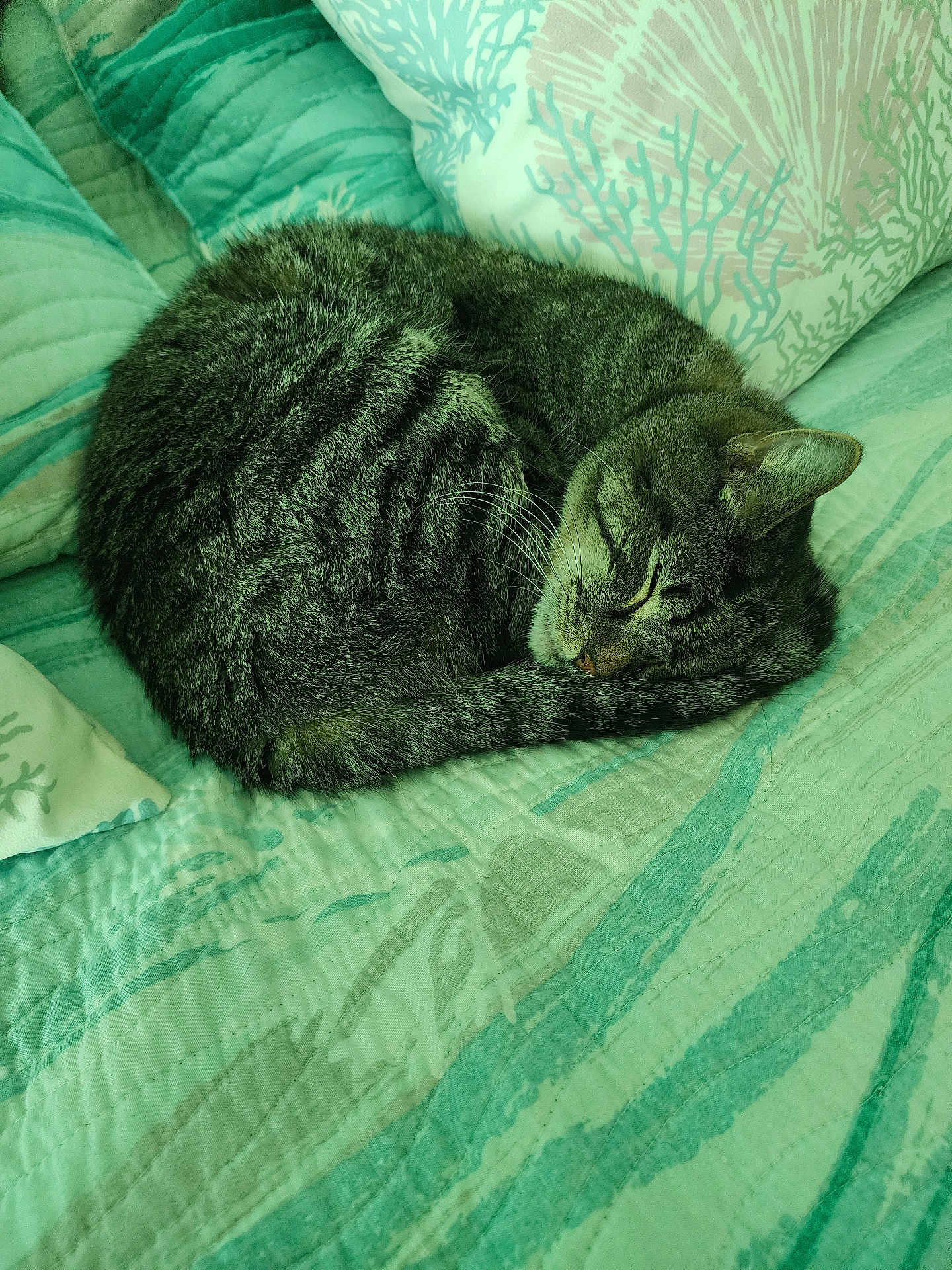 Buddy