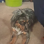 Loki joined the competition — help win amazing prizes! animal, black, blurred, brown, canine, carpet, dog, domestic, floor, front_legs, fur, furniture, green_bucket, household, indoor, lying_down, pet, resting, room, white