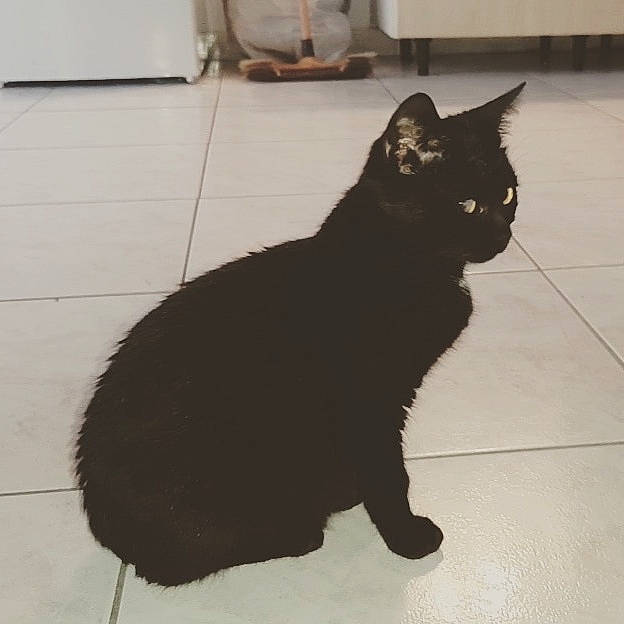 Heida a rejoint le concours — aidez-le/la à gagner de superbes lots ! asian, black, black_cat, bombay, carnivore, cat, domestic_short_haired_cat, european_shorthair, felidae, floor, fur, german_rex, kitten, mammal, polydactyl_cat, small_to_medium_sized_cats, tail, tile, whiskers