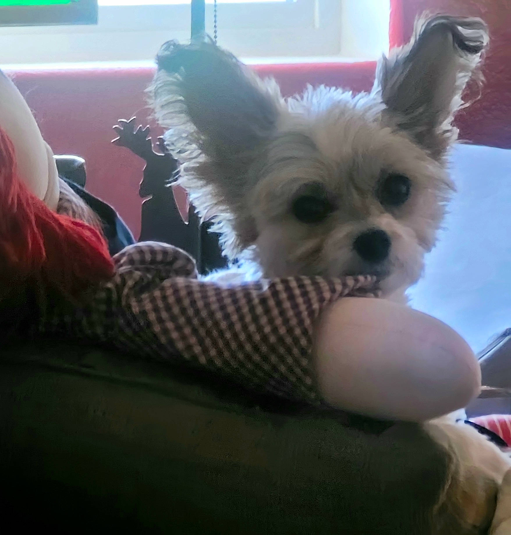 Bonzi joined the competition — help win amazing prizes! basket, canidae, carnivore, comfort, companion_dog, corgi_chihuahua, dog, dog_breed, dog_supply, fawn, fun, fur, linens, nap, small_terrier, snout, sporting_group, toy_dog, vertebrate, whiskers