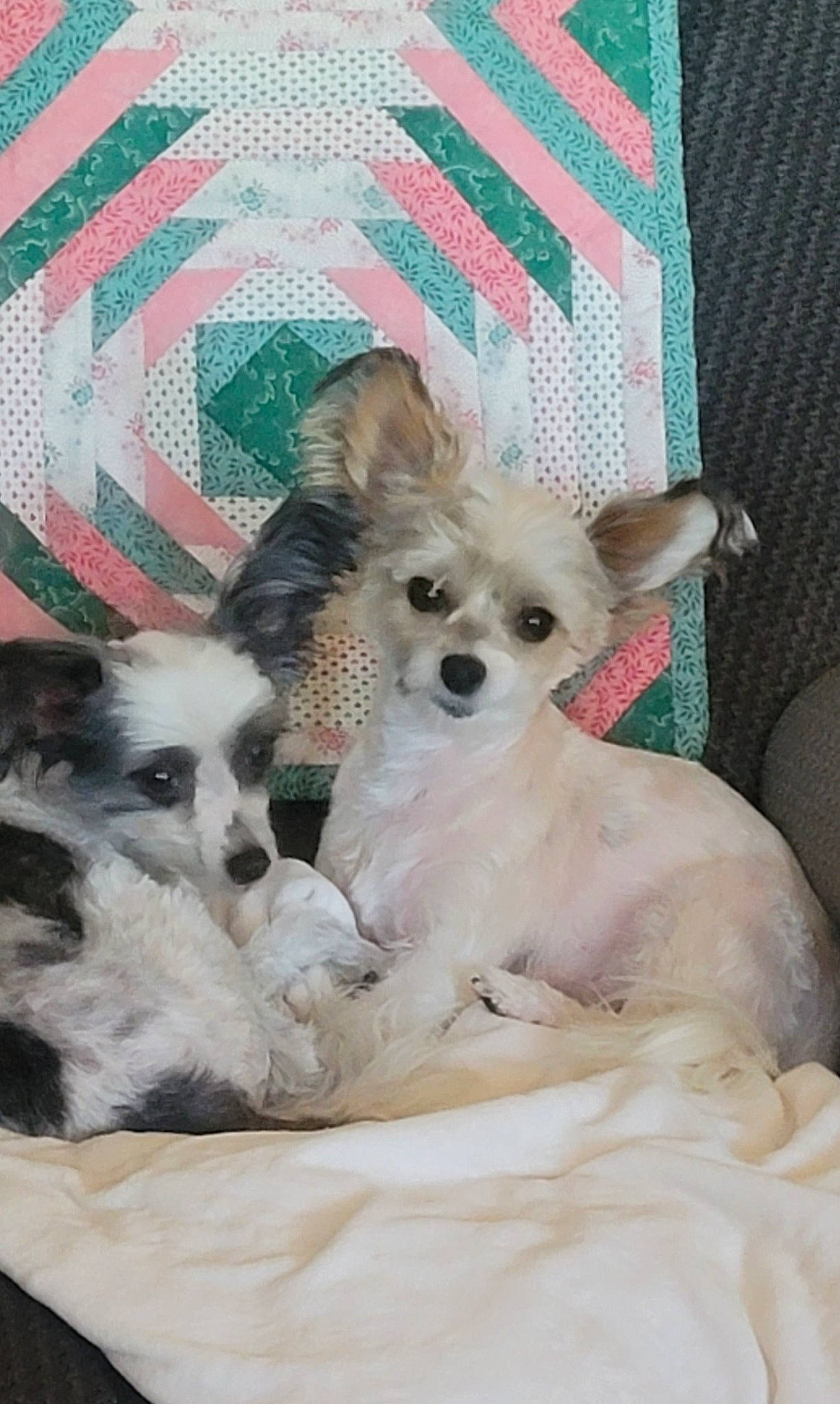 Bonzi is registered to the contest to win money with this photo: canidae, carnivore, comfort, companion_dog, dog, dog_breed, dog_supply, fawn, fur, linens, mammal, pattern, paw, pet_supply, small_terrier, sporting_group, terrestrial_animal, terrier, toy_dog, working_animal