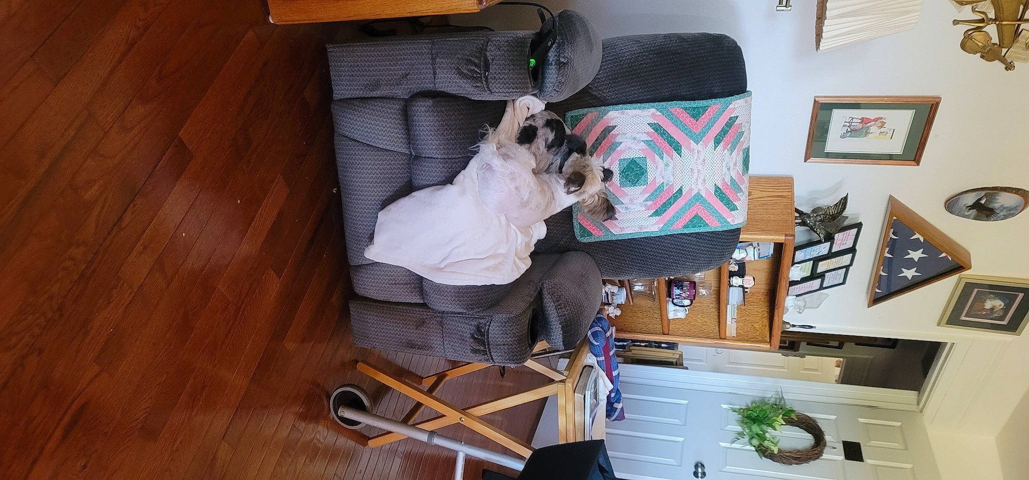 Bonzi joined the competition — help win amazing prizes! art, canidae, carnivore, comfort, companion_dog, dog, dog_breed, dog_supply, fawn, flooring, hardwood, pet_supply, picture_frame, plant, room, sporting_group, toy_dog, wood, wood_flooring, working_animal