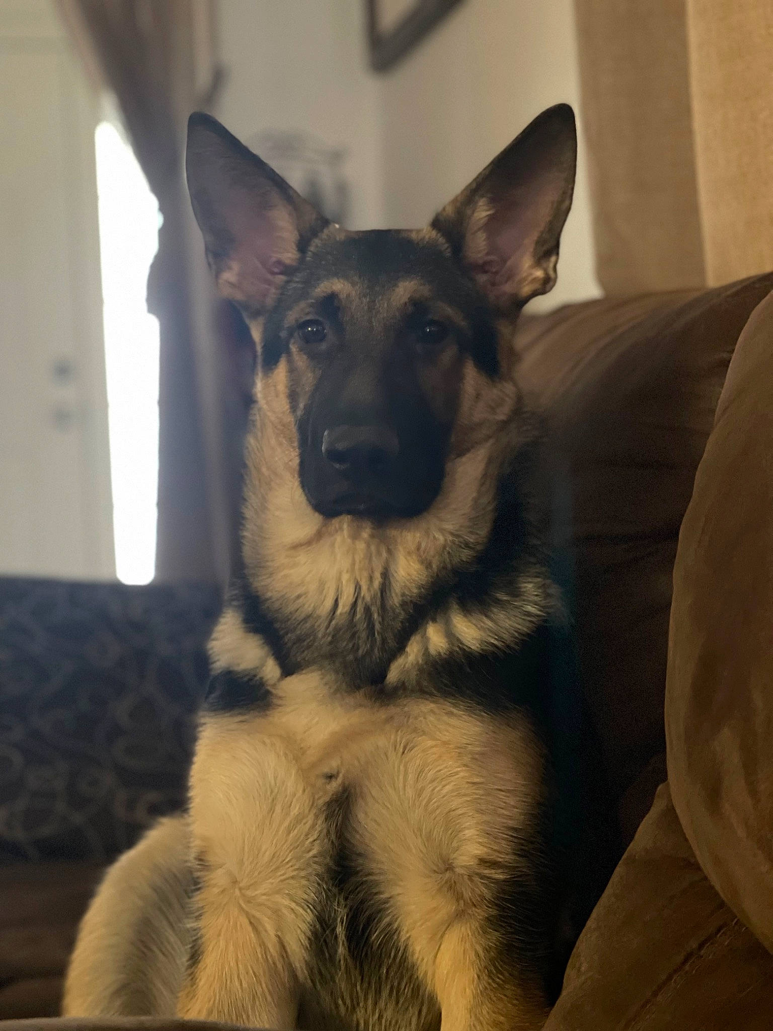 Alex joined the competition — help win amazing prizes! canidae, carnivore, companion_dog, dog, dog_breed, ear, east_european_shepherd, event, eye, fawn, fur, german_shepherd_dog, head, jaw, king_shepherd, old_german_shepherd_dog, snout, sporting_group, terrestrial_animal, whiskers