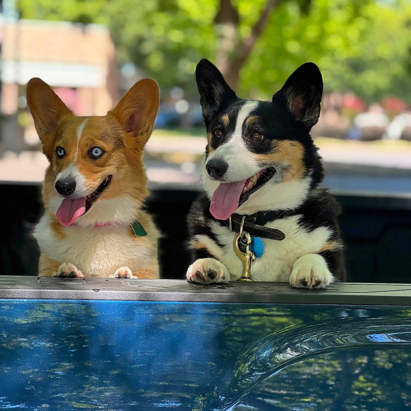 Kimber And Rugar is registered to the contest to win money with this photo: accessories, animal, architecture, building, canine, dog, face, grass, head, hound, husky, outdoors, person, pet, photography, plant, portrait, puppy, shelter, tree