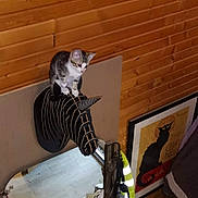 Praline participe au concours pour gagner de l'argent avec cette photo : kitten, cat, unicorn_head, wooden_wall, decor, indoor, pet, feline, mounted_art, curious, animal, young_cat, whiskers, ears, poster, framed_picture, reflection, mirror, coat, clothing