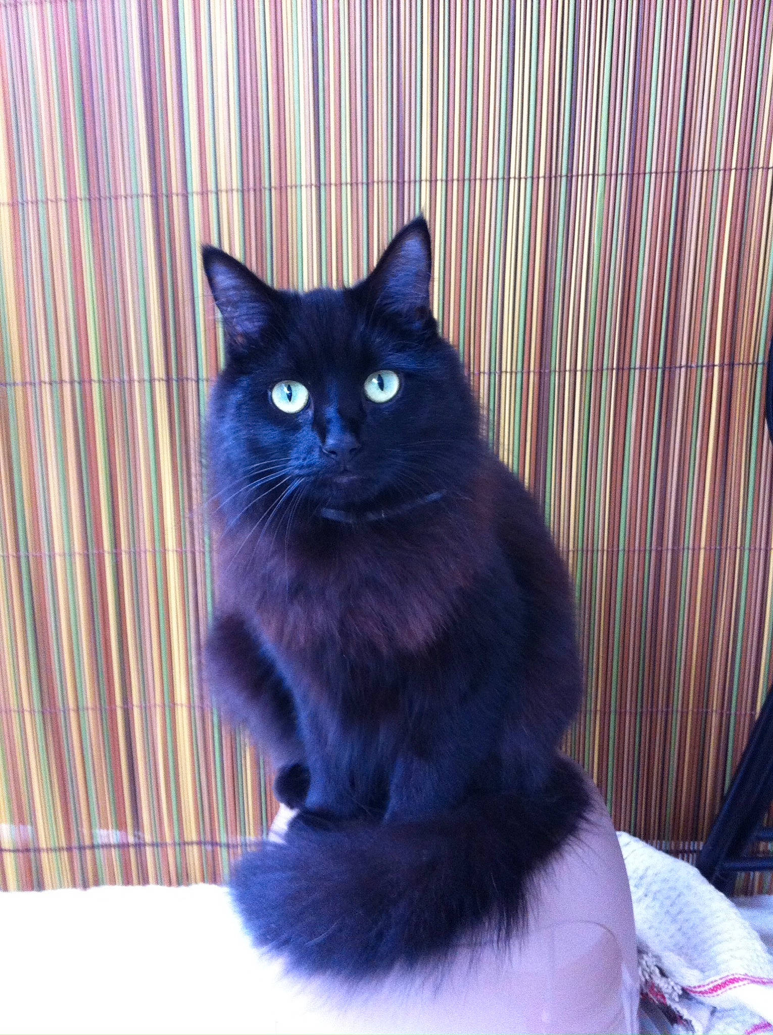 Eclipse a rejoint le concours — aidez-le/la à gagner de superbes lots ! black_cat, bombay, carnivore, cat, cat_supply, domestic_short_haired_cat, electric_blue, felidae, fur, grey, iris, line, mammal, purple, sitting, small_to_medium_sized_cats, snout, tail, whiskers, window