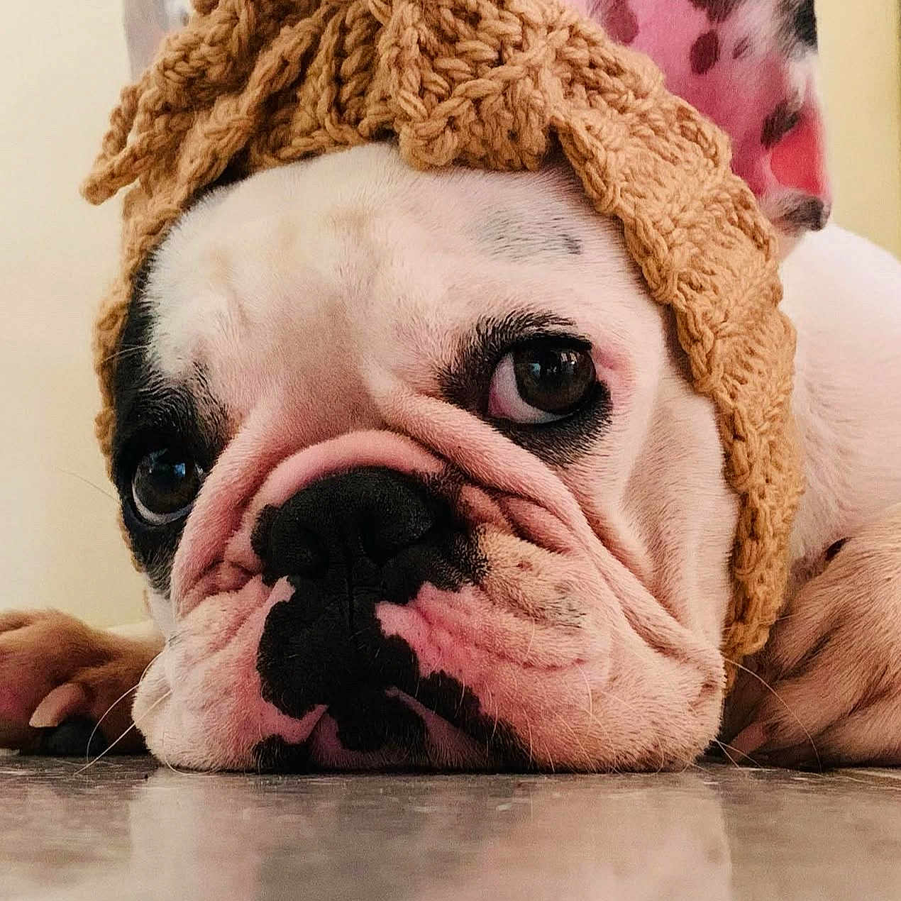 Pandora is registered to the contest to win money with this photo: animal, black_nose, brown_fur, bulldog, close_up, cute, dog, ears, expression, face, floor, hat, indoor, knitted_hat, lying_down, pet, portrait, reflection, white_fur, wrinkles