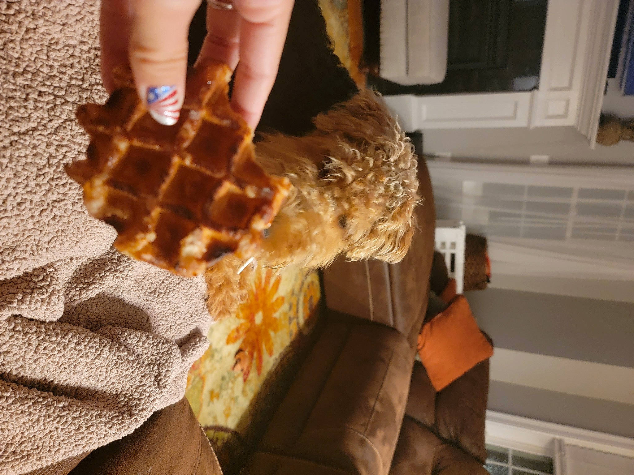 Waffle is registered to the contest to win money with this photo: comfort_food, cuisine, dish, fashion_accessory, flooring, food, fur, gesture, glove, hand, human_leg, kitchen_appliance, linens, nail, pattern, room, soil, thumb, wood, wrist