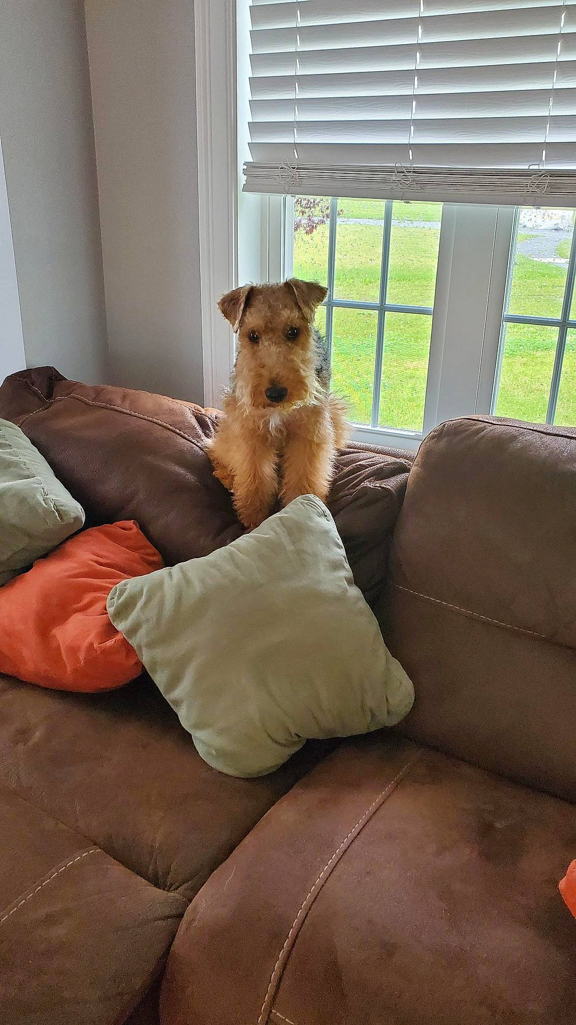 Waffle is registered to the contest to win money with this photo: carnivore, comfort, companion_dog, couch, dog, dog_breed, dog_supply, fawn, felidae, floor, flooring, hardwood, linens, living_room, sporting_group, tail, whiskers, window, window_blind, wood