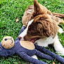 dog, puppy, grass, toy, stuffed_toy, playful, brown, white, outdoor, nature, pet, animal, cute, chewing, relaxing, summer, greenery, daylight, fun, adorable