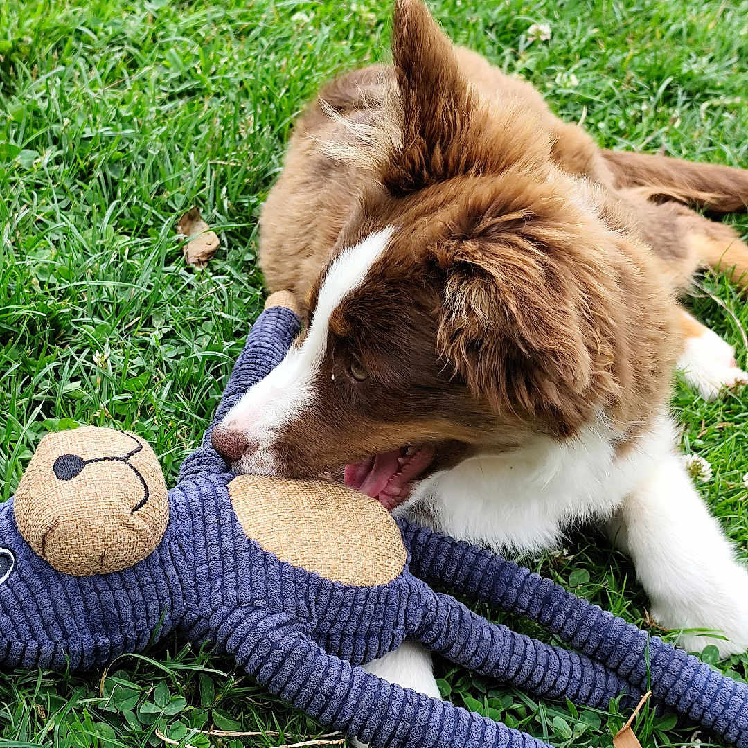 Amber a rejoint le concours — aidez-le/la à gagner de superbes lots ! adorable, animal, brown, chewing, cute, daylight, dog, fun, grass, greenery, nature, outdoor, pet, playful, puppy, relaxing, stuffed_toy, summer, toy, white