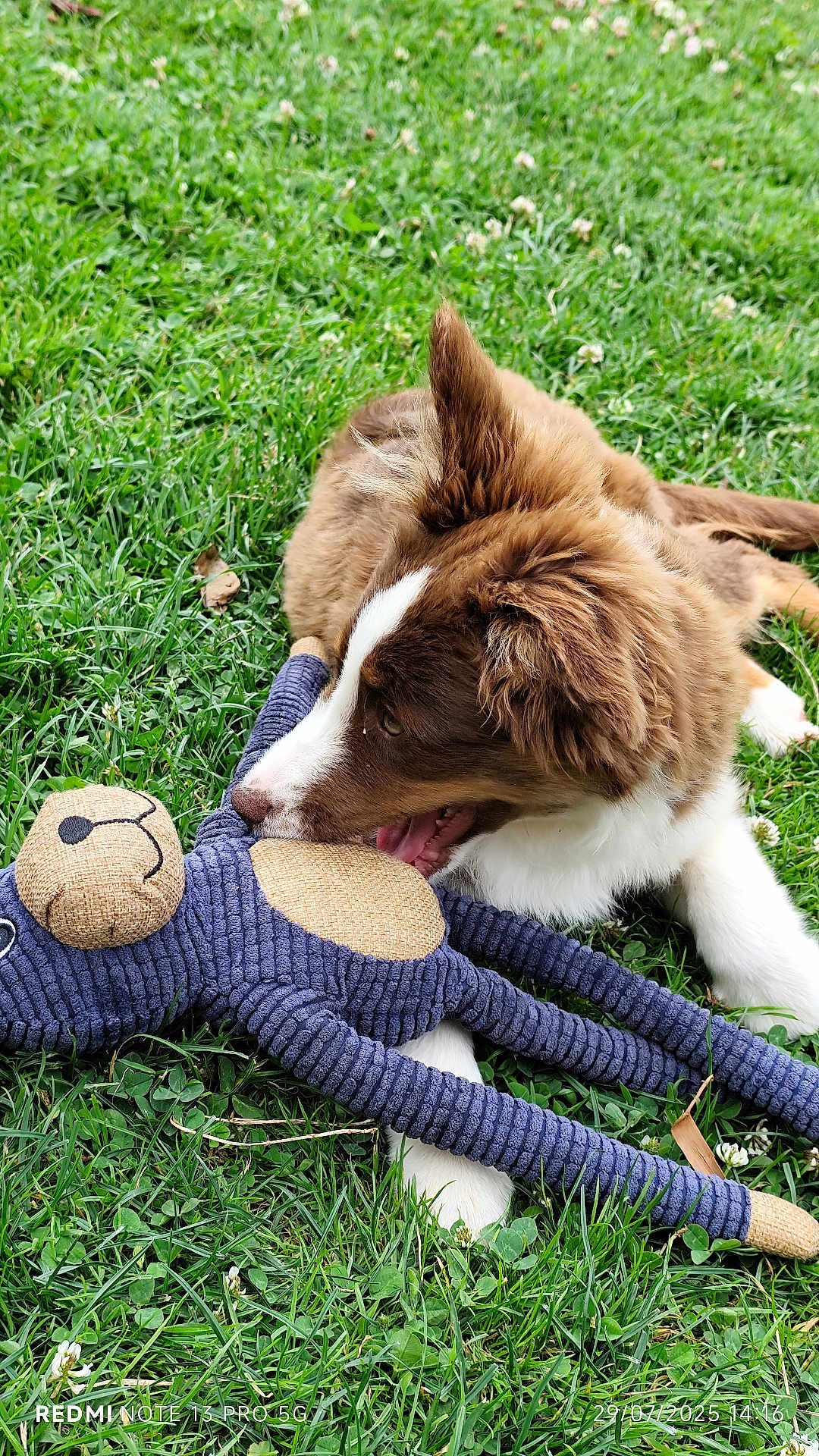 Amber a rejoint le concours — aidez-le/la à gagner de superbes lots ! dog, puppy, grass, toy, stuffed_toy, playful, brown, white, outdoor, nature, pet, animal, cute, chewing, relaxing, summer, greenery, daylight, fun, adorable