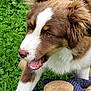 Amber participe au concours pour gagner de l'argent avec cette photo : puppy, dog, grass, toy, playful, outdoor, pet, brown, white, fur, mouth_open, animal, cute, young_dog, nature, closeup, canine, grass_field, cheerful, daytime