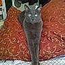 animal, bed, cat, cozy, curious, furniture, gray_cat, home, household, indoor, living_space, looking, patterned, pet, pillow, relaxed, resting, snack_bag, soft_fabric, stretching