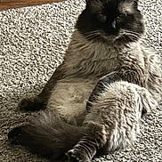 Derryl is registered to the contest to win money with this photo: animal, carpet, cat, cozy, cute, domestic, face, feline, fluffy, fur, indoor, mammal, paw, pet, portrait, relaxed, resting, sitting, whiskers, wooden_baseboard