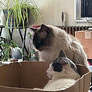 Darryl And Zero joined the competition — help win amazing prizes! cat, cardboard_box, indoor, houseplant, furniture, window, air_conditioner, radiator, pet, animal, fur, domestic, relaxing, sitting, side_view, whiskers, box, home, cozy, quiet