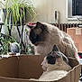 cat, cardboard_box, indoor, houseplant, furniture, window, air_conditioner, radiator, pet, animal, fur, domestic, relaxing, sitting, side_view, whiskers, box, home, cozy, quiet