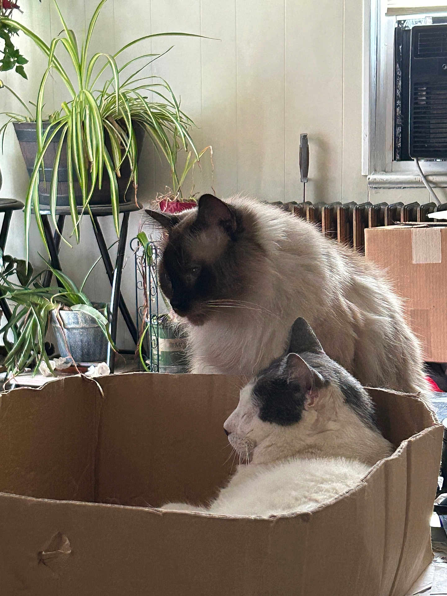 Darryl And Zero