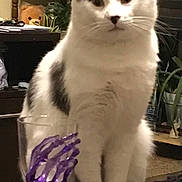 Zero joined the competition — help win amazing prizes! animal, cat, cozy, curious, decor, domestic_cat, feline, furniture, glass, gray_spots, home_interior, houseplant, indoor, pet, plants, purple_glass, sitting, skeleton_hand, table, white_cat