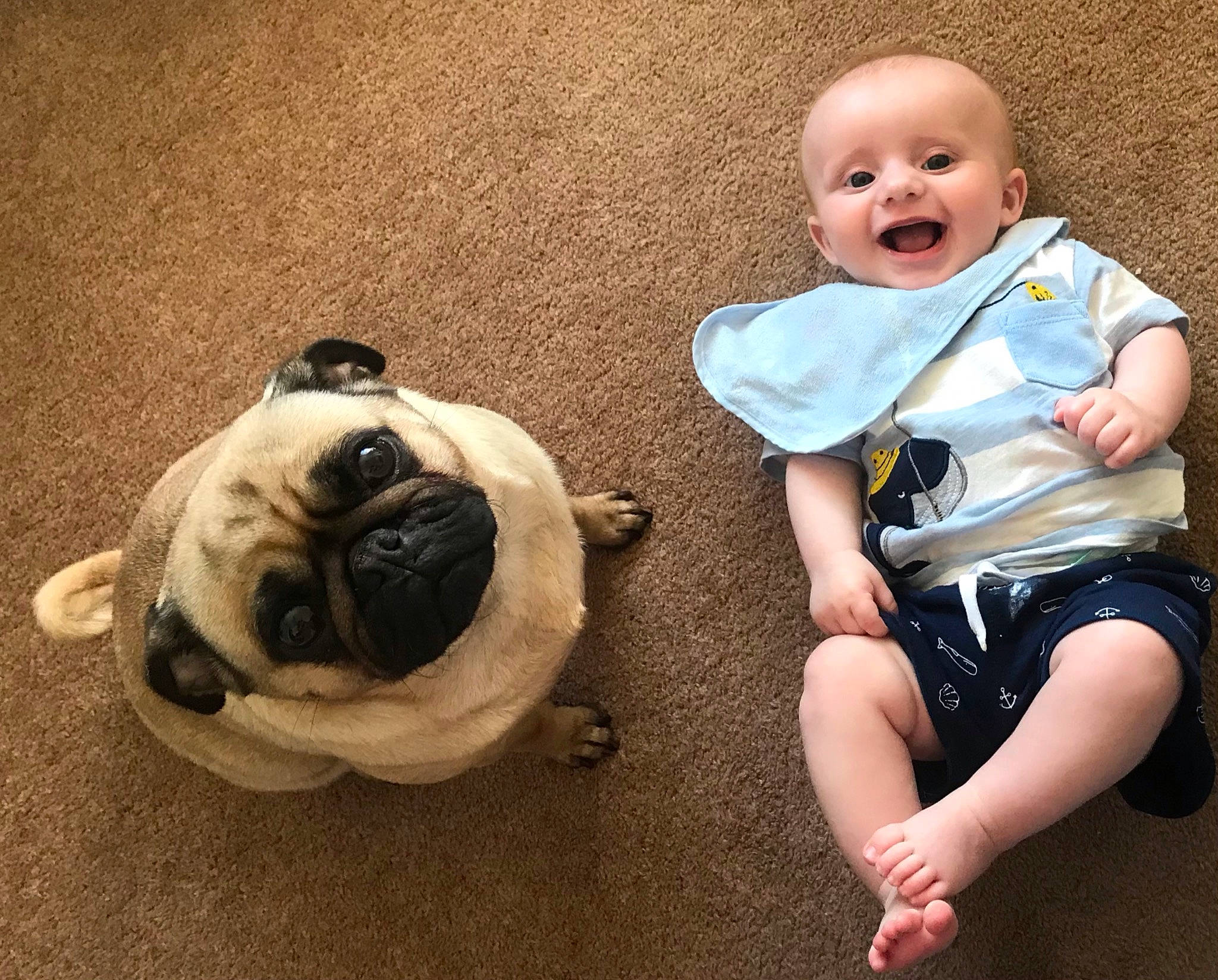 Charlie is registered to the contest to win money with this photo: baby_toddler_clothing, carnivore, comfort, cool, dog, dog_breed, eye, fawn, hairstyle, happy, head, headgear, human_body, mammal, outerwear, person, pug, skin, sleeve, smile