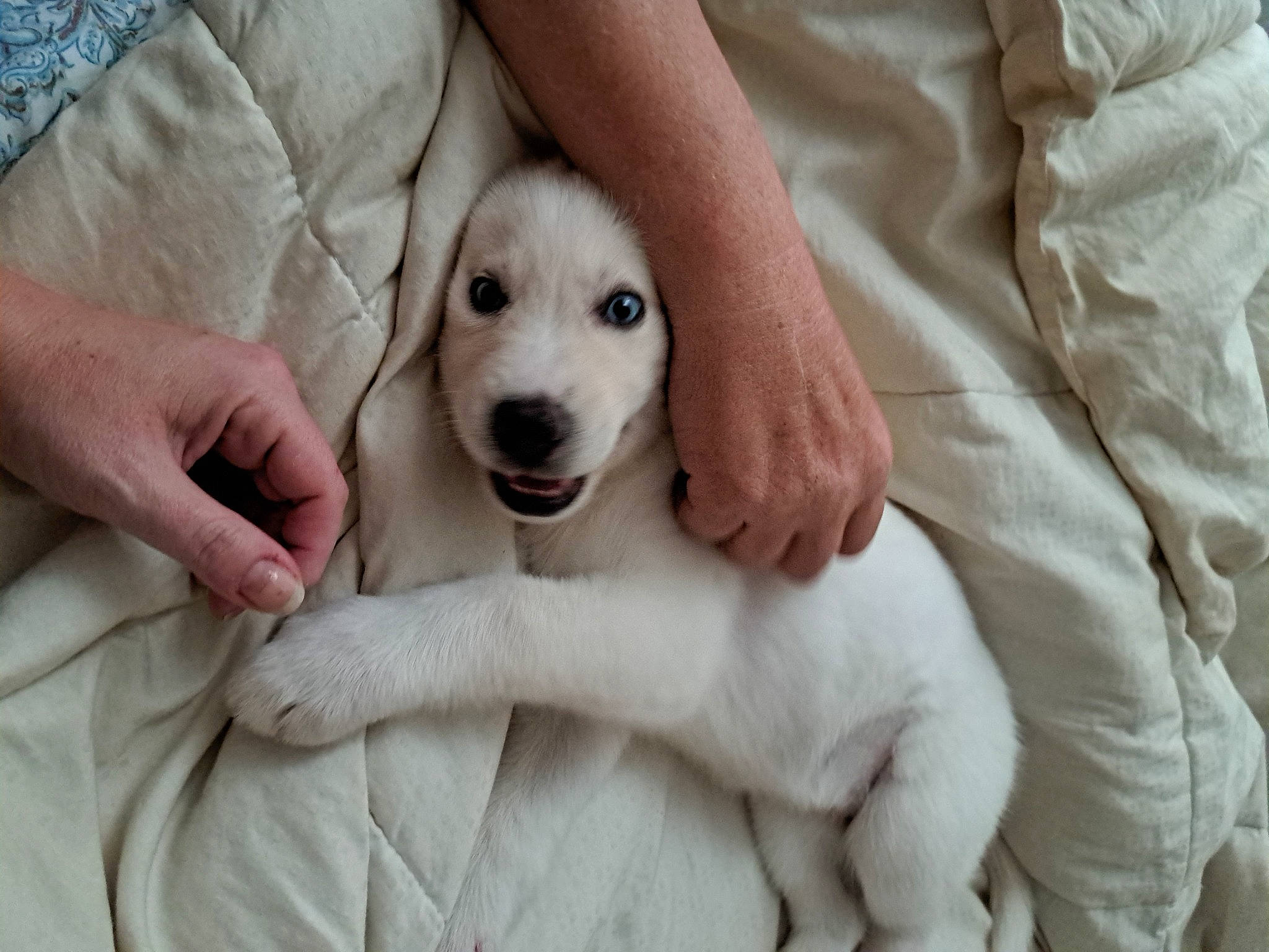 Josie is registered to the contest to win money with this photo: canidae, carnivore, comfort, companion_dog, couch, dog, dog_breed, ear, fawn, fur, gesture, hand, nail, paw, retriever, sitting, snout, sporting_group, whiskers, working_animal