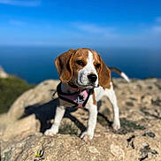 Vaïa a rejoint le concours — aidez-le/la à gagner de superbes lots ! animal, beagle, blurred_background, curious, daytime, dog, ears, harness, landscape, nature, ocean, outdoor, pet, puppy, rock, sky, snout, sunlight, walking, young