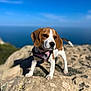 animal, beagle, blurred_background, curious, daytime, dog, ears, harness, landscape, nature, ocean, outdoor, pet, puppy, rock, sky, snout, sunlight, walking, young