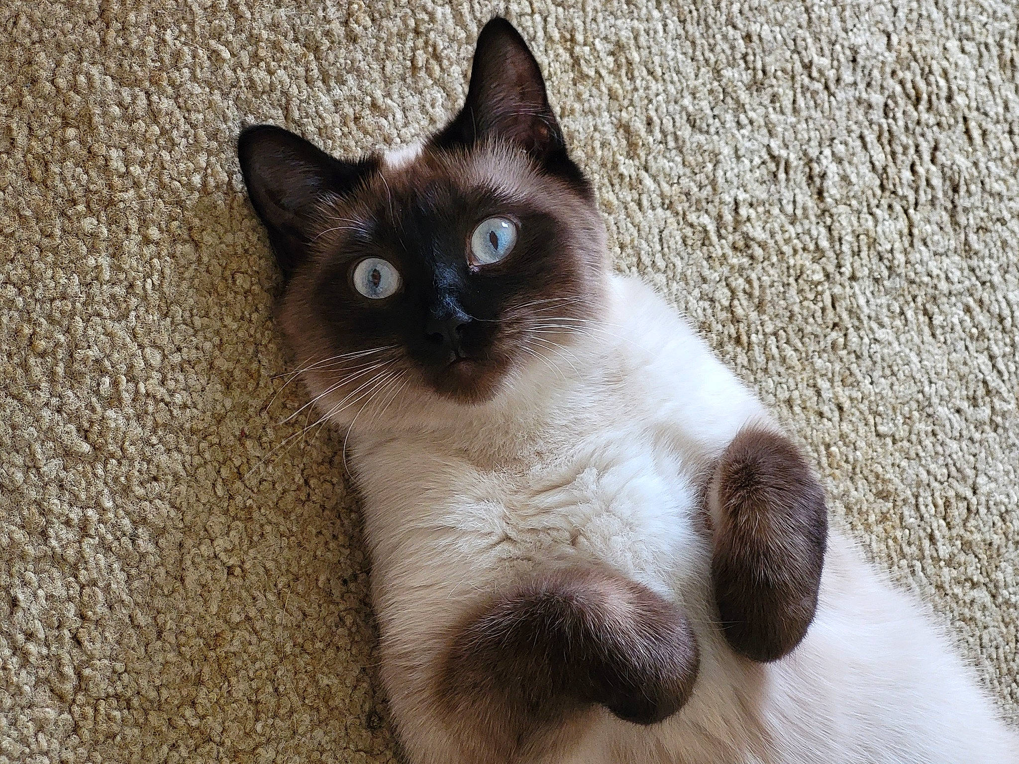 Martini joined the competition — help win amazing prizes! balinese, carnivore, cat, claw, domestic_short_haired_cat, fawn, felidae, flooring, fur, iris, paw, siamese, small_to_medium_sized_cats, snout, tail, terrestrial_animal, thai, whiskers