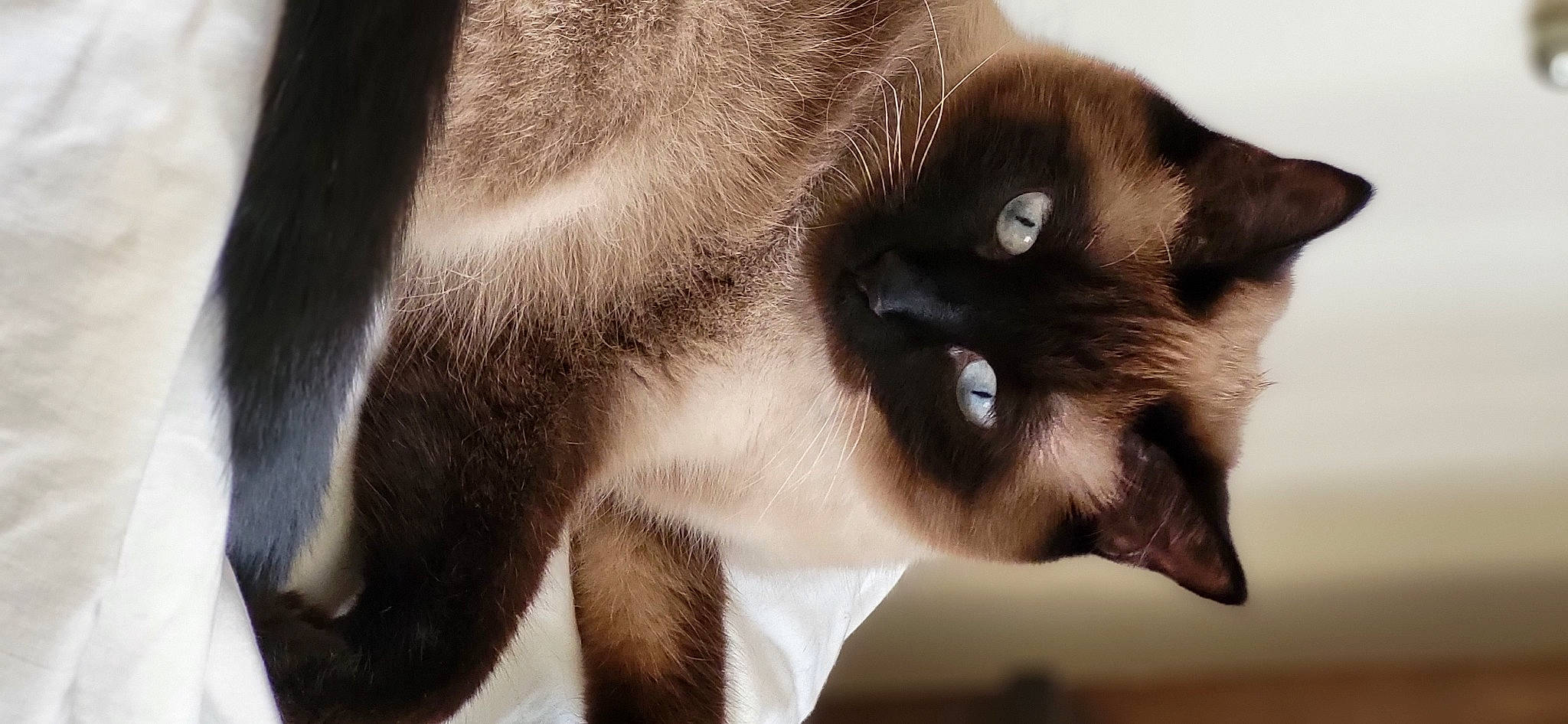 Martini joined the competition — help win amazing prizes! balinese, carnivore, cat, close_up, fawn, felidae, fur, iris, plant, siamese, small_to_medium_sized_cats, snout, terrestrial_animal, thai, whiskers