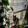 Gigi is registered to the contest to win money with this photo: cat, gray_cat, windowsill, houseplants, green_leaves, sunlight, curtains, window, decor, hanging_crystals, indoor, pet, feline, nature, light, shadow, plant_pots, home, cozy, relaxing