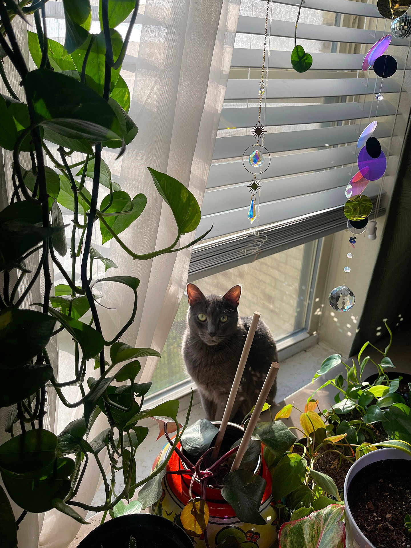 Gigi