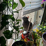 Gigi is registered to the contest to win money with this photo: cat, gray_cat, houseplants, potted_plants, window, curtains, sunlight, indoor_garden, crystals, decor, greenery, plant_pots, vines, leafy_plants, natural_light, pet, cozy, home, curious, indoor