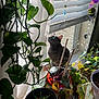 cat, gray_cat, houseplants, potted_plants, window, curtains, sunlight, indoor_garden, crystals, decor, greenery, plant_pots, vines, leafy_plants, natural_light, pet, cozy, home, curious, indoor