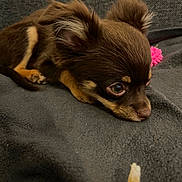 Albi participe au concours pour gagner de l'argent avec cette photo : dog, puppy, brown_fur, small_dog, blanket, toy, pink_toy, indoor, pet, lying_down, close_up, cute, animal, fur, ears, face, snout, treat, looking, resting