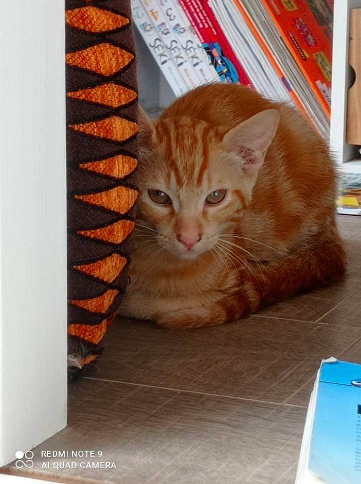 Tigrou a rejoint le concours — aidez-le/la à gagner de superbes lots ! bookcase, box, cardboard, carnivore, cat, domestic_short_haired_cat, fawn, felidae, flooring, fur, hardwood, publication, rectangle, room, shelf, shelving, small_to_medium_sized_cats, tail, whiskers, wood