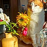 cat, orange_and_white_cat, flower, yellow_vase, table, sunlight, indoor, still_life, plant, leaves, glass_jar, shadow, wooden_furniture, window_light, domestic_cat, pet, relaxed, sitting, decor, cozy