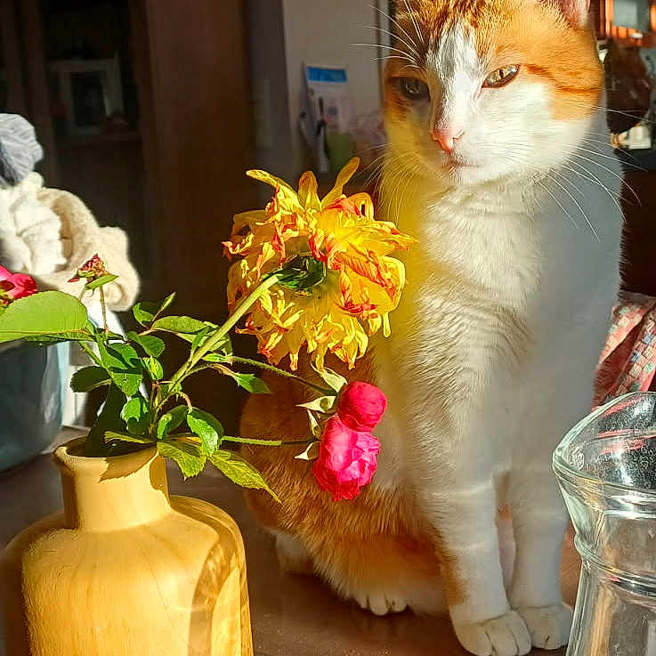 Simba