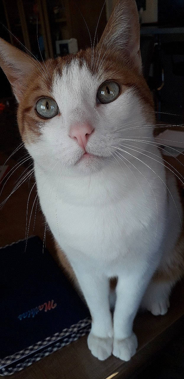 Simba a rejoint le concours — aidez-le/la à gagner de superbes lots ! carnivore, cat, domestic_short_haired_cat, ear, eye, eyelash, fawn, felidae, fur, head, human_body, paw, photography, small_to_medium_sized_cats, snout, tail, terrestrial_animal, whiskers, window