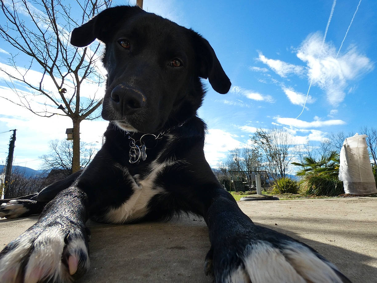 Pep'S a rejoint le concours — aidez-le/la à gagner de superbes lots ! borador, canidae, carnivore, cloud, collar, companion_dog, dog, dog_breed, dog_collar, fawn, grass, gun_dog, hunting_dog, plant, sky, snout, sporting_group, tree, working_animal, working_dog